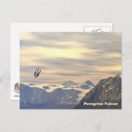 Terminal Velocity Peregrine Falcon Postkarte (Vorne/Hinten)