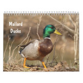 Terminkalender für die Jagd auf Mallard-Enten Kalender (Titelbild)