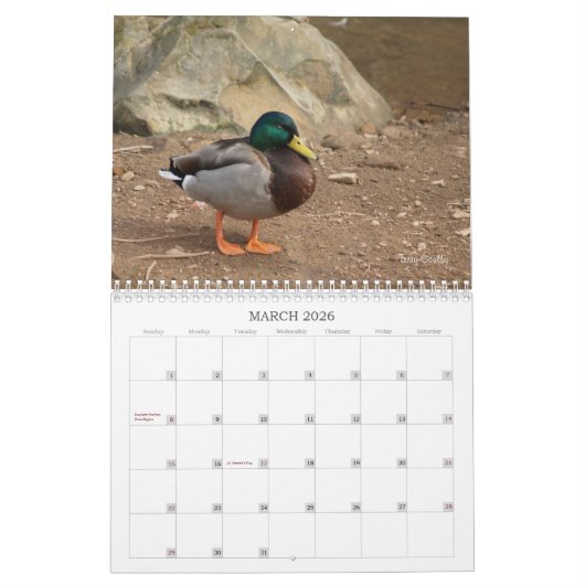 Terminkalender für die Jagd auf Mallard-Enten Kalender (Mär 2026)