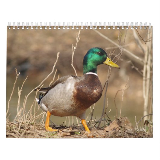 Terminkalender für die Jagd auf Mallard-Enten Kalender (Titelbild)