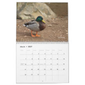 Terminkalender für die Jagd auf Mallard-Enten Kalender (Mär 2027)