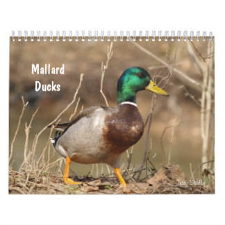 Terminkalender für die Jagd auf Mallard-Enten Kalender