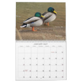 Terminkalender für die Jagd auf Mallard-Enten Kalender (Jan 2027)