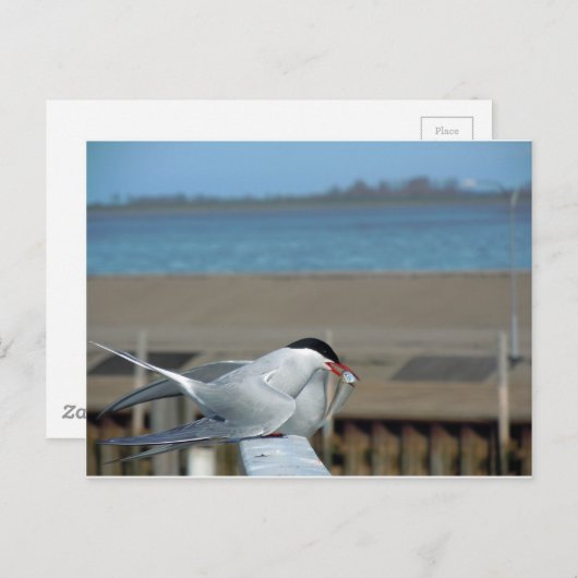 Tern-202 Postkarte (Vorne/Hinten)