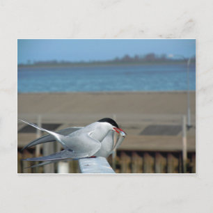Tern-202 Postkarte