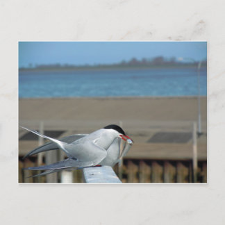 Tern-202 Postkarte