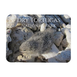 Tern Chick, Bush Key, Dry Tortugas National Park P Magnet