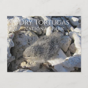 Tern Chick, Bush Key, Dry Tortugas National Park Postkarte