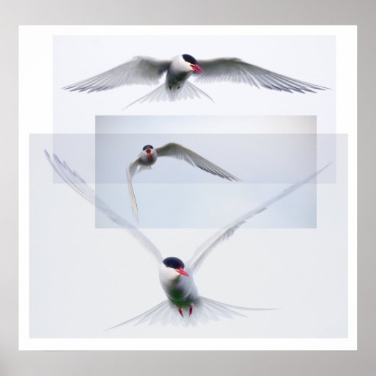 Tern Collection Poster (Vorne)