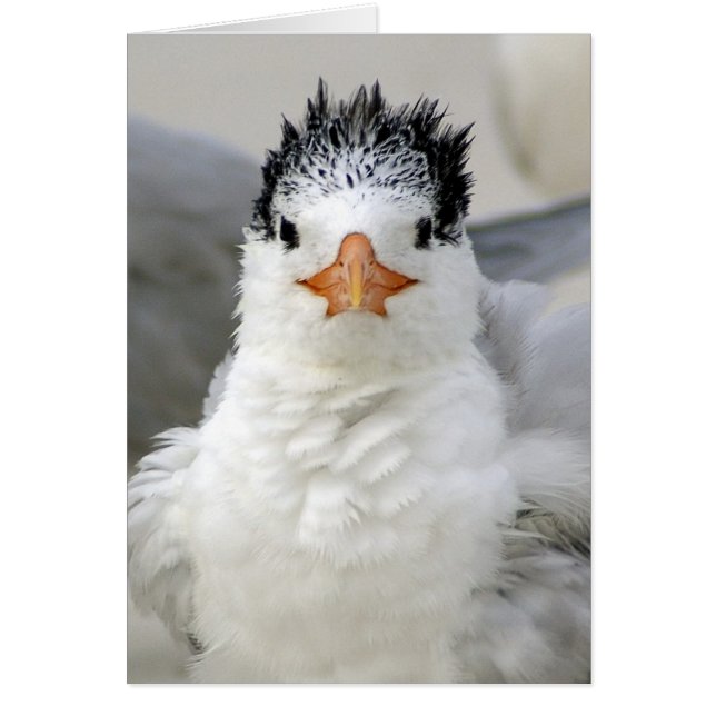 Tern Fluffy (Vorne)