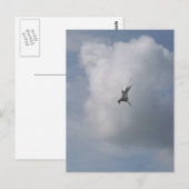 Tern in der Sky-Postkarte Postkarte (Vorne/Hinten)