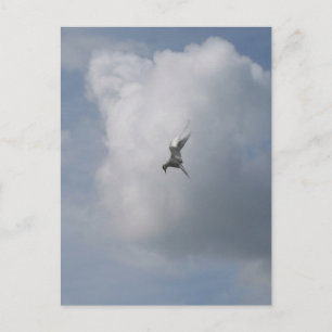 Tern in der Sky-Postkarte Postkarte