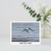 Tern-Natur-Foto-Postkarte Postkarte (Stehend Vorderseite)