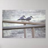 Terns Foto Poster (Vorne)