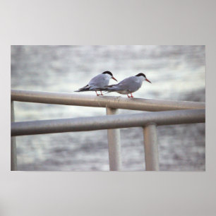 Terns Foto Poster
