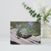 Terrapin Postcard Postkarte (Stehend Vorderseite)