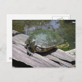 Terrapin Postcard Postkarte (Vorne/Hinten)