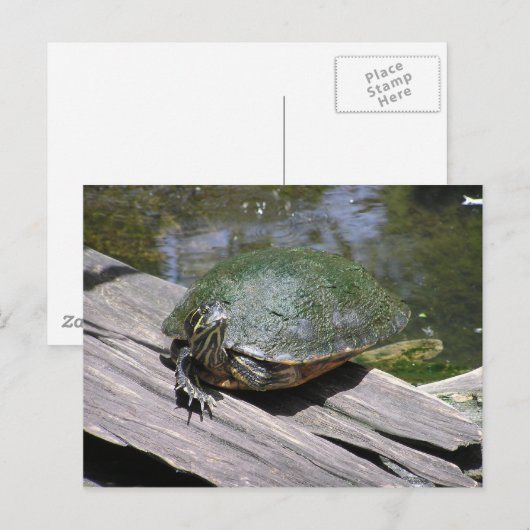 Terrapin Postcard Postkarte (Vorne/Hinten)