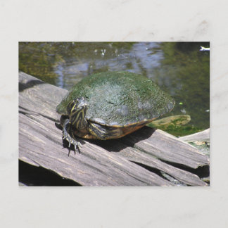 Terrapin Postcard Postkarte