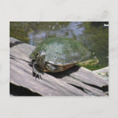 Terrapin Postcard Postkarte (Vorderseite)