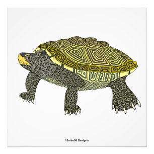 Terrapin (weiß) - Fotodruck