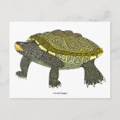 Terrapin (weiß) - Postkarte (Vorderseite)