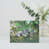 Terrapins, Giardini, Venedig Postkarte (Stehend Vorderseite)