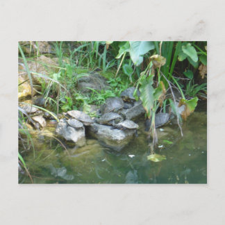 Terrapins, Giardini, Venedig Postkarte