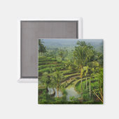 Terrasse Ricefield in Bali Magnet (Vorderseite/Rückseite)