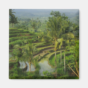 Terrasse Ricefield in Bali Magnet