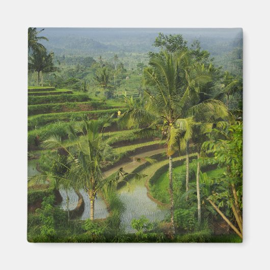 Terrasse Ricefield in Bali Magnet (Vorne)