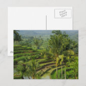 Terrasse Ricefield in Bali Postkarte (Vorne/Hinten)