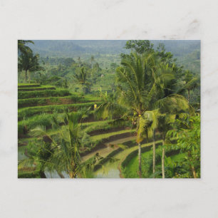 Terrasse Ricefield in Bali Postkarte