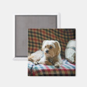 Terrier auf karierter Decke Magnet (Vorderseite/Rückseite)