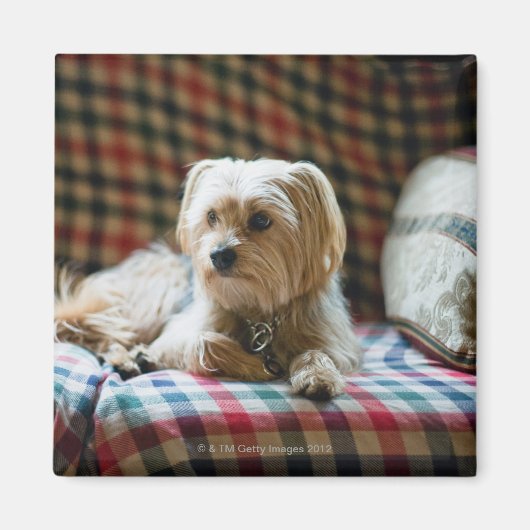 Terrier auf karierter Decke Magnet (Vorne)