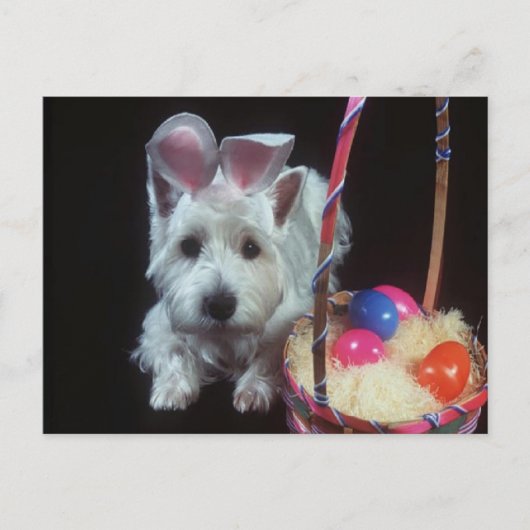 Terrier Bunny - Postcard Postkarte (Vorderseite)