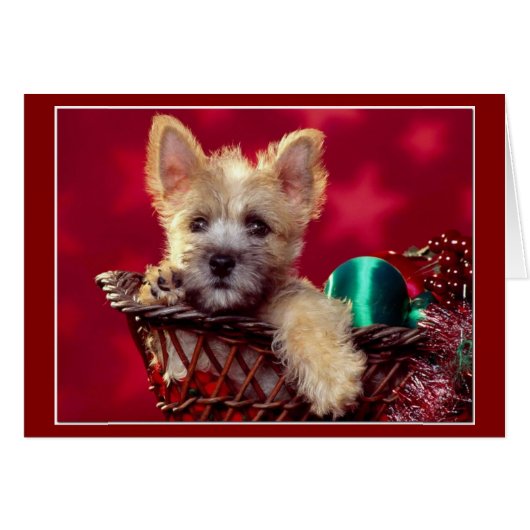 Terrier Christmas (Vorderseite (Horizontal))