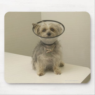 Terrier-Hund, der schützenden Kragen trägt Mousepad