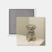 Terrier Hund mit Schutzkragen Magnet (Vorderseite/Rückseite)