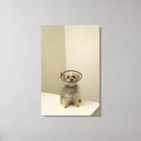Terrier Hund mit Schutzkragen, nah