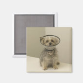 Terrier Hund mit Schutzkragen, nah Magnet (Vorderseite/Rückseite)