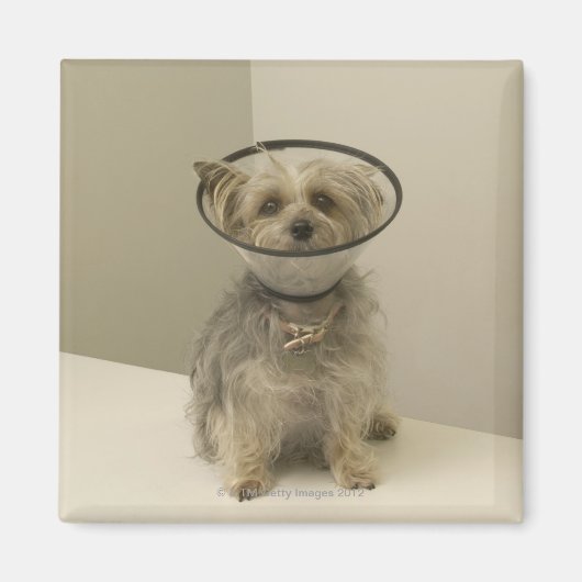 Terrier Hund mit Schutzkragen, nah Magnet (Vorne)