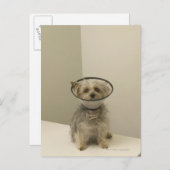 Terrier Hund mit Schutzkragen, nah Postkarte (Vorne/Hinten)