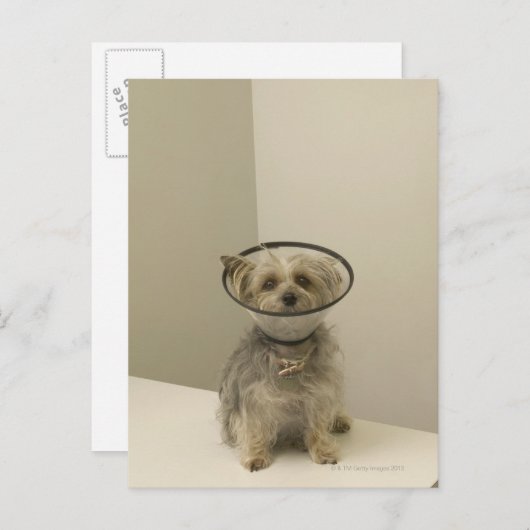 Terrier Hund mit Schutzkragen, nah Postkarte (Vorne/Hinten)