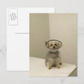 Terrier Hund mit Schutzkragen Postkarte (Vorne/Hinten)