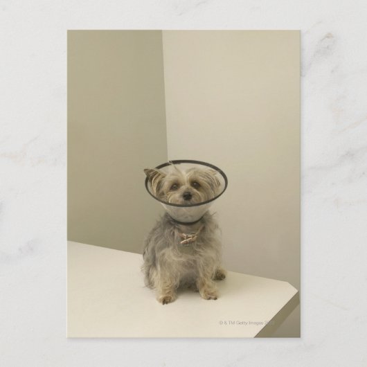 Terrier Hund mit Schutzkragen Postkarte (Vorderseite)