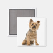 Terrier Magnet (Vorderseite/Rückseite)