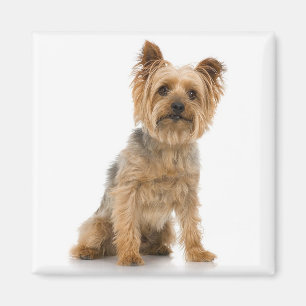 Terrier Magnet