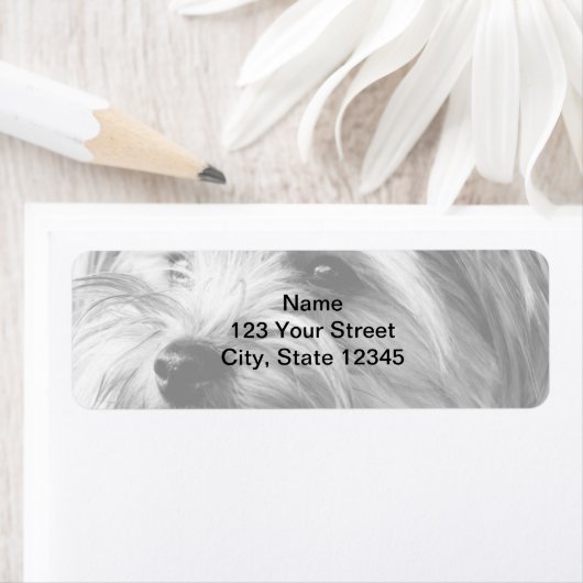 Terrier Rücksendeadresse Black and White Yorkshire (Insitu)