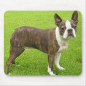 Terrier stehendes Mousepad Browns Boston (Vorne)